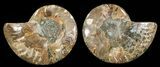 Cut & Polished Ammonite Fossil - Agatized #69012-1